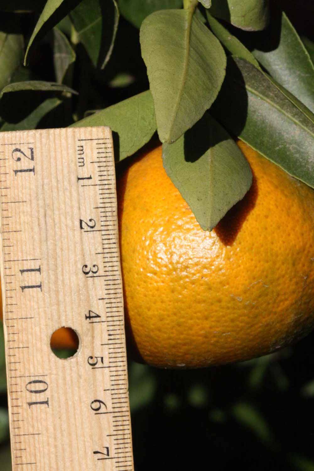             Fruit of ( Citrus temple  x    Citrus tangerina            ) X  Citrus reticulata      (Yosemite Gold,   Riverside, CA)       